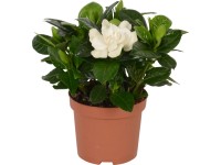 Gardenie Cremeweiss Topf-Ø ca. 9 cm Gardenia jasminoides Gardenie Cremeweiss Topf-Ø ca. 9 cm Gardenia jasminoides