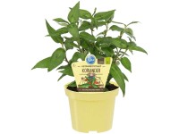 Bio-Koriander vietnamesich Topf Ø 12 cm