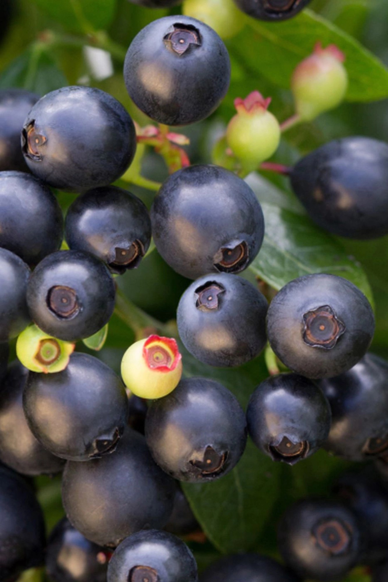 Heidelbeere kaufen bei OBI