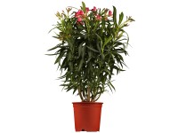 GROW by OBI Oleander Nerium Rot Topf Ø 17 cm
