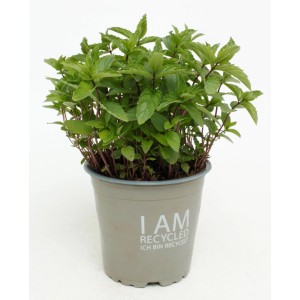 Menta Mojito biologica fresca (Mentha nemorosa) in vaso, ideale per cocktail e dessert.