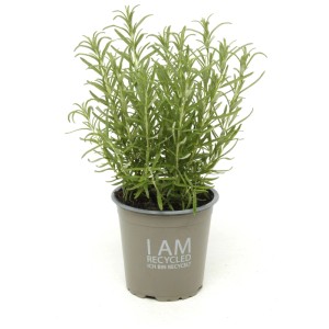 Rosmarino biologico (Rosmarinus officinalis) in vaso, erba aromatica da cucina per giardino e balcone.