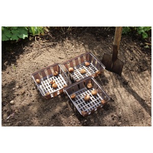 Set da 3 contenitori per bulbi Videx Garden color tortora con bulbi da fiore nel terreno.
