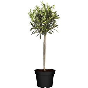 Olivo GROW by OBI (Olea) su tronco in vaso, altezza circa 125-150 cm.