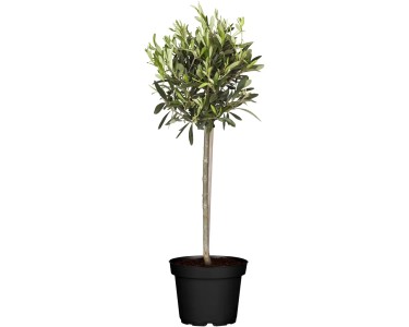 wie sehen olivenbäume aus Mediteraner Olivenbaum Balkon – Green Me Up main image 0