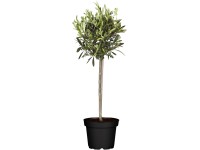 GROW by OBI Olivenbaum Olea Stamm Topf Ø 38 cm / Höhe 125 - 150 cm