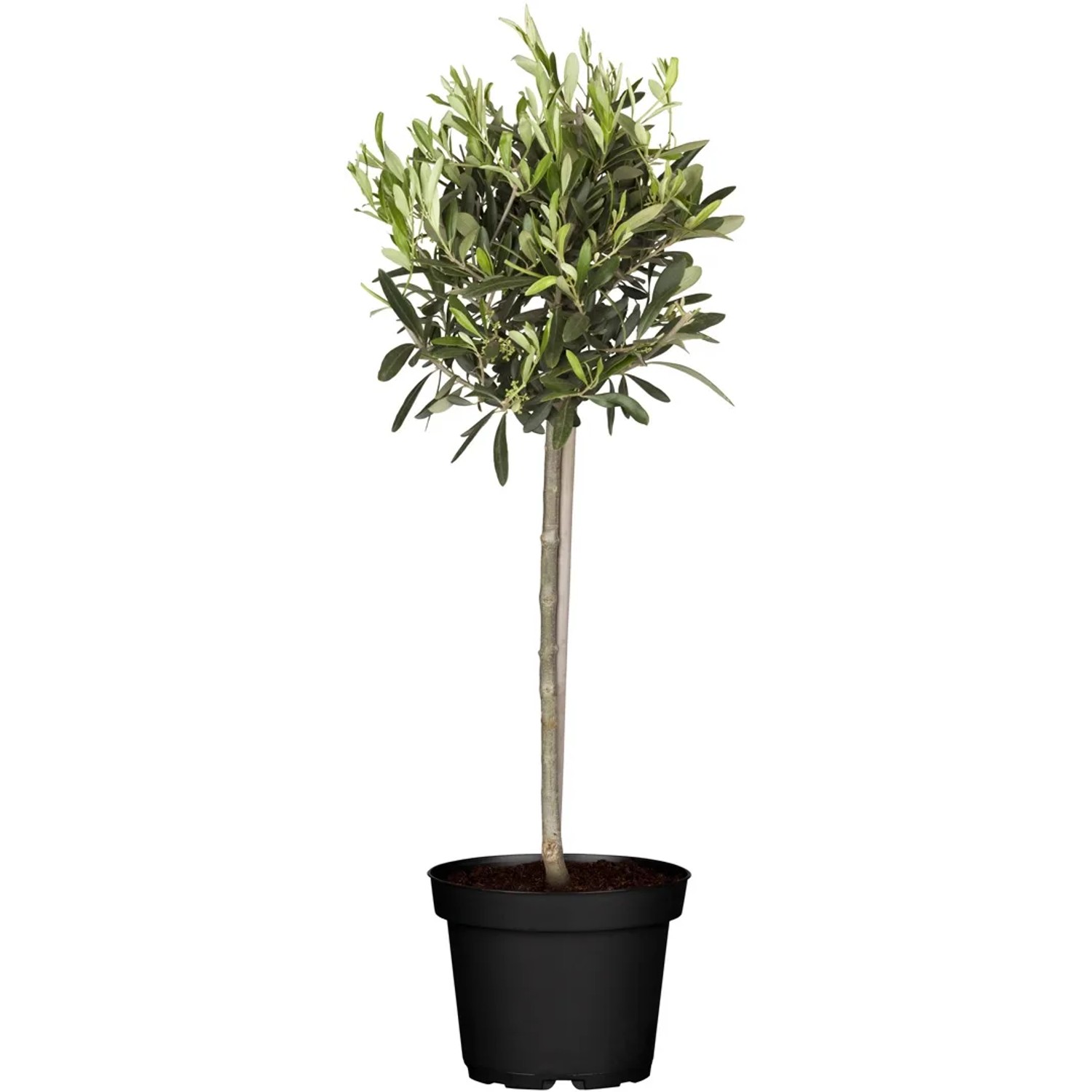 elite rhododendron P.J.M. Elite Rhododendron – zforcefarm