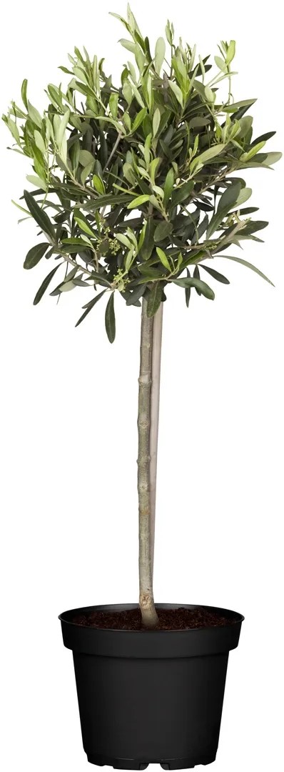 GROW by OBI Olivenbaum Olea Stamm Topf  38 cm / Hhe 125 - 150 cm