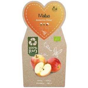 Pommier Elstar bio en pot avec pommes et étiquette d'information. Idéal pour jardin et balcon.