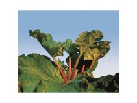 Rhabarber Holstein Blut