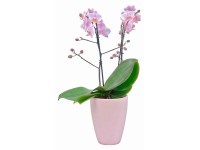 Schmetterlingsorchidee Phalaenopsis 2-Trieber in Keramik-Topf Ø 12 cm Schmetterlingsorchidee Phalaenopsis 2-Trieber in Keramik-Topf Ø 12 cm