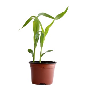 Maïs doux bio en pot (Ø 9 cm) avec feuilles vertes, idéal pour le jardin.