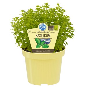 Blu Basilico greco bio in vaso, foglie piccole, crescita compatta.