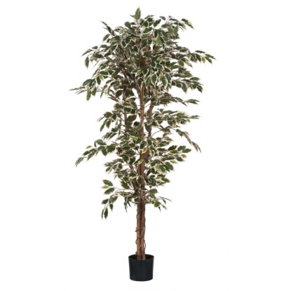 Mica Decorations Kunstpflanze Ficus Grün-Bunt Topf Ø 80 cm / Höhe 170 cm