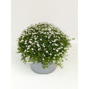 Isotoma White Stars en pot : Plante vivace à délicates fleurs blanches en forme d'étoile.