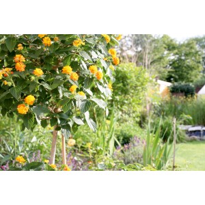 Kit de liens pour plantes avec supports, fil et clips pour fixer les plantes dans le jardin.