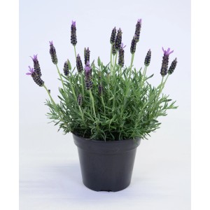 Lavande 'Mountain Greek' Lavandula stoechas en pot avec des fleurs violettes.