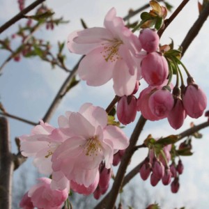 Primo piano dei fiori rosa chiaro e dei boccioli del ciliegio ornamentale Accolade.