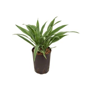 Plante hydroponique Dracaena Warnecki en pot, feuilles vertes à bords blancs.