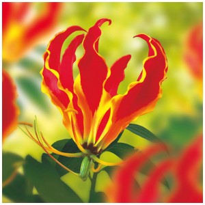 Gloriosa Rothschildiana Grow by OBI in fiore con fiori rosso-gialli.