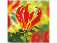 Grow by OBI Gloriosa Rothschildiana Weiss-Orange 1 Stk. Grow by OBI Gloriosa Rothschildiana Weiss-Orange 1 Stk.