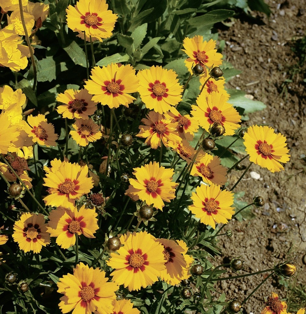 Mädchenauge Sunfire GelbRot "Coreopsis lanceolata" TopfØ ca. 11 cm