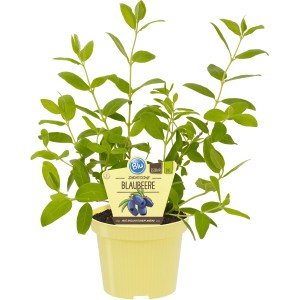 Myrtille de Sibérie (Lonicera) en pot, feuilles vertes. Plante fruitière pour jardin et balcon.
