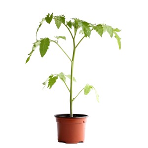 Pianta di pomodoro biologica media in vaso (9cm Ø) con foglie verdi.