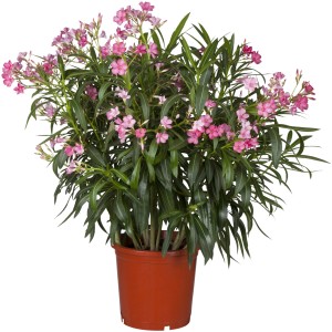 Oleandro rosa in vaso (ca. 17 cm Ø) di GROW by OBI. Pianta da vaso fiorita con un tocco mediterraneo.