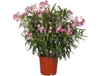 GROW by OBI Oleander Nerium Rosa Topf Ø 17 cm