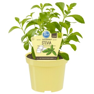 Blu Bio-Süßkraut Stevia en pot, une plante aromatique de cuisine aux feuilles vertes.