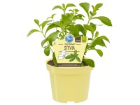 Süsskraut Topf-Ø ca. 12 cm Stevia