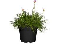 GROW by OBI Strand-Grasnelke Armeria maritima Rot Topf Ø 13 cm