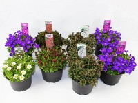 Frühjahrsstauden verschiedene Sorten Topf Ø 14 cm / 1 Stk.