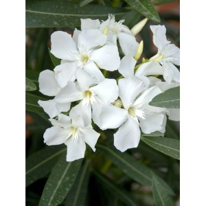 Primo piano: Fiori bianchi dell'oleandro GROW by OBI (Nerium).