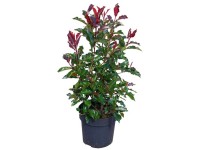 Glanzmispel Magical Volcano® Photinia fraseri Topf Ø 22 cm