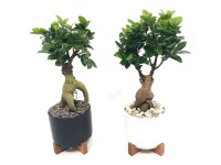 Ginseng Bonsai  Ficus Keramik auf Holzgestell Topf Ø 12 cm Höhe ca. 10 - 20 cm