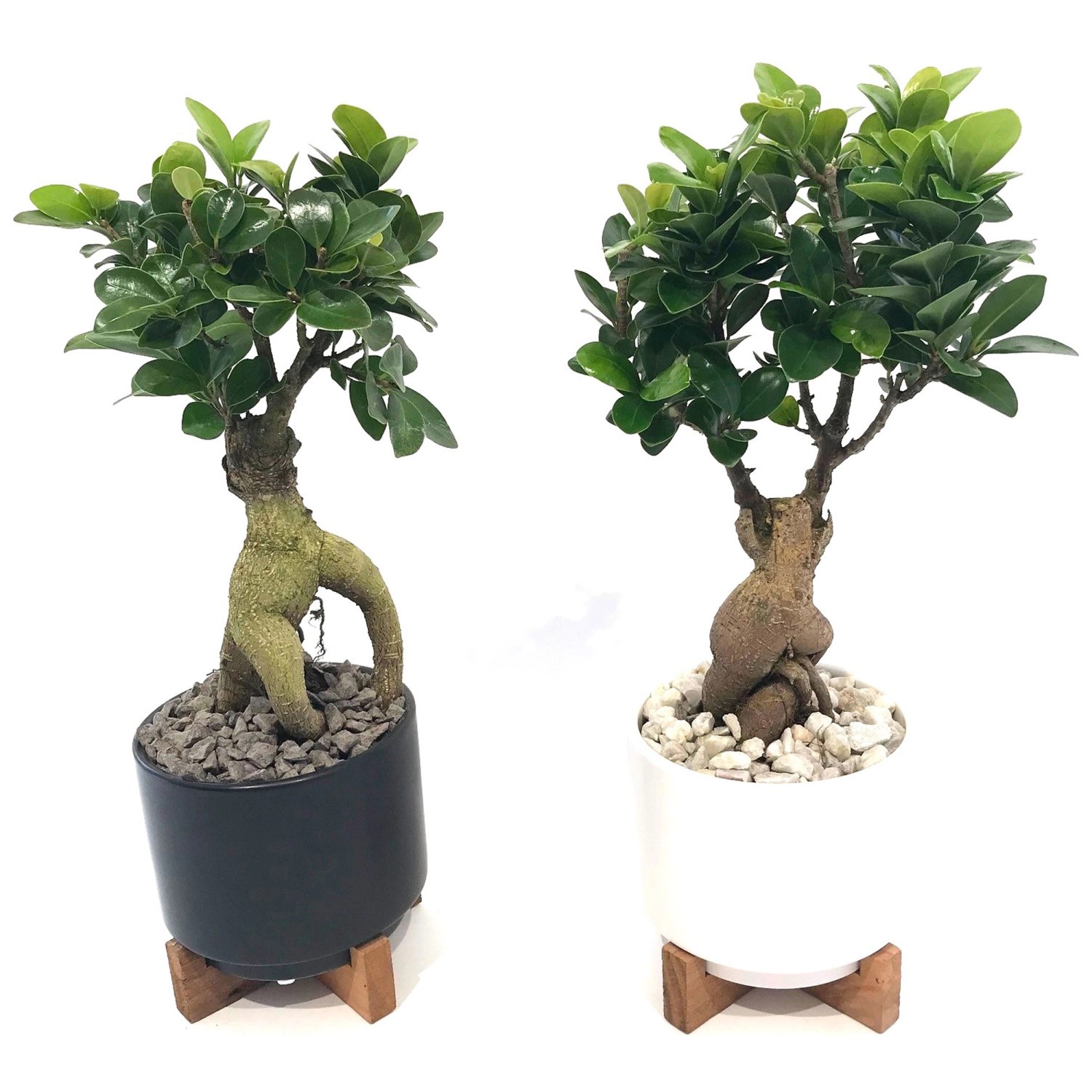 Bonsai in Keramiktopf Ficus ginseng Topf Ø 12 cm / 1 Stk. kaufen bei OBI