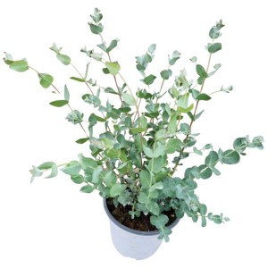 Eucalipto Moosgummi (Eucalyptus gunnii) in vaso, foglie grigiastre, altezza circa 30 cm.