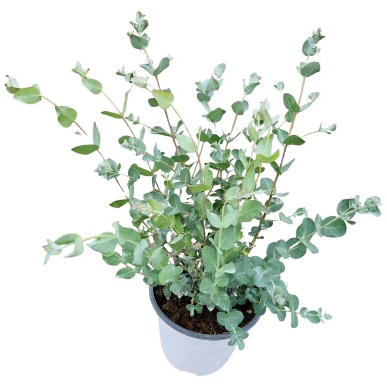 Eukalyptus kaufen bei OBI