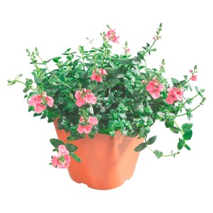 Diascia en pot : plante suspendue avec des fleurs roses et des feuilles vertes.