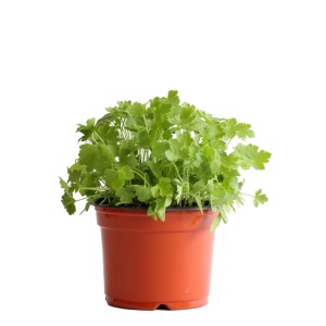 Persil plat bio frais en pot (Ø 13 cm) pour la cuisine.