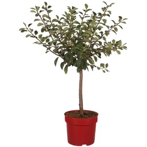 Mirabelle naine Nancy en pot (7,5 l) avec des feuilles vertes, idéale pour les balcons et terrasses.