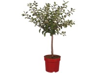Zwergmirabelle Nancy Prunus domestica Topf 7,5 l