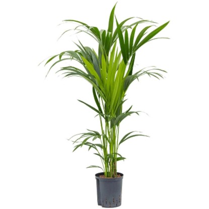Fleur hydrophile palmier Kentia Howea forsteriana pot Ø 18 cm / H 120 cm