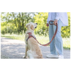 Cane con pettorina Trixie Premium Active marrone ruggine e guinzaglio abbinato nel parco.