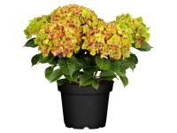 GROW by OBI Bauernhortensie Gräfin Cosel Hydrangea Rosa Topf Ø 23 cm