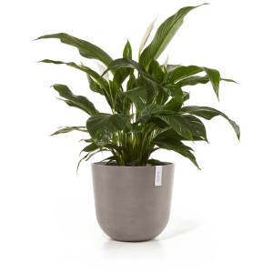 Pot de fleurs Ecopots Oslo taupe, Ø 45cm, avec plante verte. Idéal pour l'intérieur et l'extérieur.
