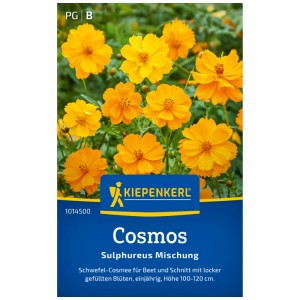 Graines de fleurs Kiepenkerl Cosmos Sulphureus avec des fleurs jaunes et orange.