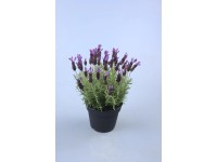 Lavendel bei OBI Alles für Heim, Haus, Garten und Bau